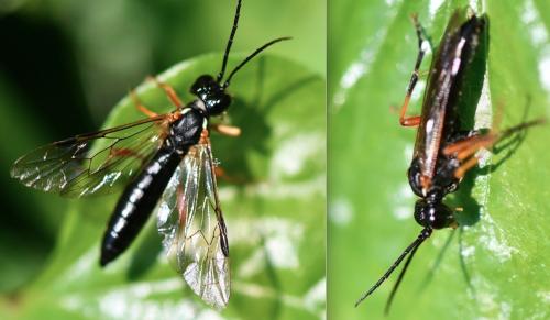 Tenthredo atra